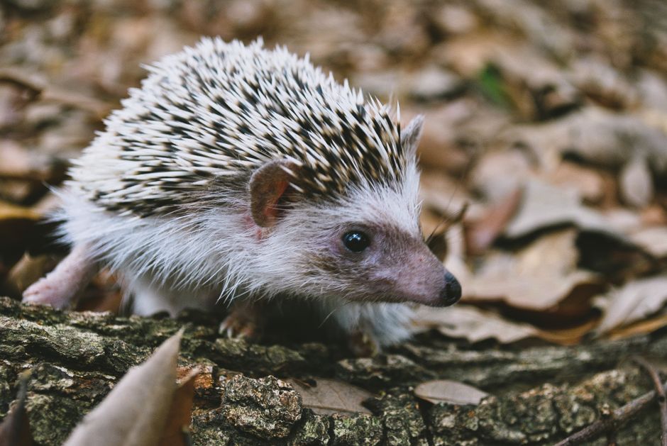 Grandwin free spiny v září 2026: aktuální nabídka pro hráče
